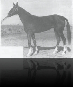 Dabarali, brown, 1981 (Senagat–Djakhan) Elite, 8-7-8-7-5, 156-160-178-18.5, Turkmenistan, mother of Karaburgut and Yanardag